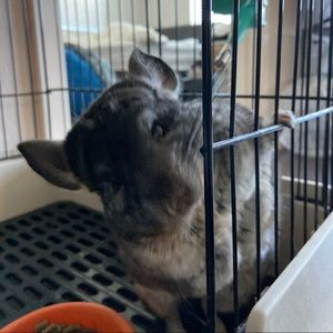 Meet your Posher, Fei